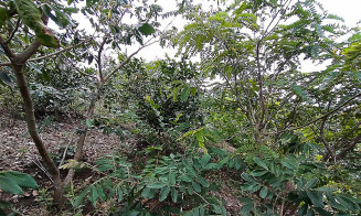 Trabalho mostra maior base de dados florestais do mundo