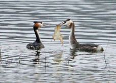 Pássaro corteja fêmea com pedaço de saco plástico abandonado em lago - Foto: Reprodução/Facebook(Derbyshire Wildlife Trust)