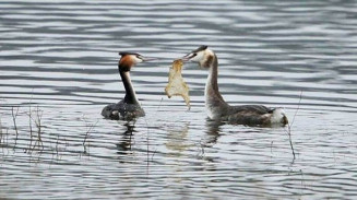 Pássaro corteja fêmea com pedaço de saco plástico abandonado em lago - Foto: Reprodução/Facebook(Derbyshire Wildlife Trust)