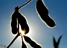 Vazio sanitário é crucial para evitar a expansão de focos de ferrugem asiática nas lavouras