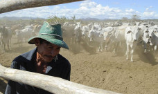 Já o abate de suínos subiu 5,8% no mesmo período, diz IBGE; Foto: EBC