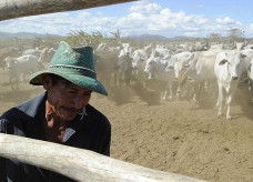 Já o abate de suínos subiu 5,8% no mesmo período, diz IBGE; Foto: EBC