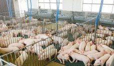 Em termos de exportação de carne suína, no acumulado de 2021 foram embarcadas 16,7 mil toneladas para o exterior