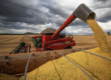 Arroz, milho e soja representam 93% da estimativa da produção