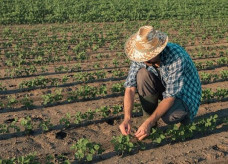 Benefício será pago a produtores de sete estados; o montante de pagamento chegará a mais de R$ 49 milhões neste mês; Foto: Ministério da Saúde