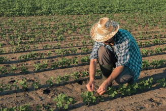 Benefício será pago a produtores de sete estados; o montante de pagamento chegará a mais de R$ 49 milhões neste mês; Foto: Ministério da Saúde