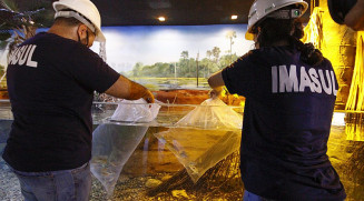 Técnicos do Imasul soltaram os primeiros moradores do Tanque Veredas; Foto: Edemir Rodrigues/Portal MS