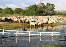 Estado já conta com 3,3 milhões de hectares de áreas de criação de bovinos em pastagens; Foto: Edemir Rodrigues/Portal MS
