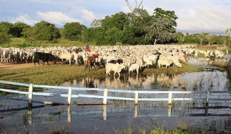 Estado já conta com 3,3 milhões de hectares de áreas de criação de bovinos em pastagens; Foto: Edemir Rodrigues/Portal MS