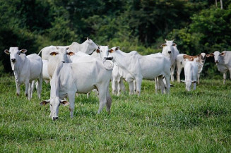 Educação sanitária praticada pelos produtores rurais, aliada às ações de defesa agropecuária