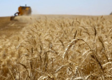Preocupações com o fluxo de grãos e oleaginosas produzidos na Rússia e na Ucrânia seguem impulsionando os preços no mercado internacional; Foto: Jaelson Lucas/AEN