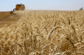 Preocupações com o fluxo de grãos e oleaginosas produzidos na Rússia e na Ucrânia seguem impulsionando os preços no mercado internacional; Foto: Jaelson Lucas/AEN