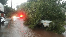 Cerca de 100 árvores caíram com o temporal; Foto: Assecom