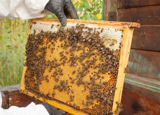 Se bem manejadas as colmeias podem produzir entre 60 e 80 quilos por ano; Foto: Senar