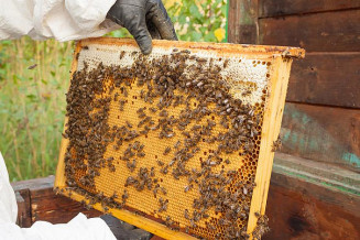 Se bem manejadas as colmeias podem produzir entre 60 e 80 quilos por ano; Foto: Senar