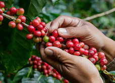 Brasil deve produzir 37,9 milhões de sacas de café na safra 22/23