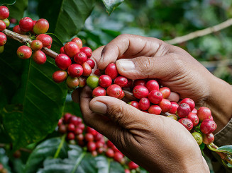 Brasil deve produzir 37,9 milhões de sacas de café na safra 22/23