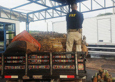 Carga saiu de Ponta Porã e seguiria até Frutal (MG); Foto: Divulgação/PRF