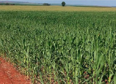 Com relação à soja, Mato Grosso do Sul atingiu 42% de área colhida do grão