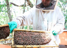 Custo por colônia reduziu de R$ 771 para R$ 480; caixas foram ampliadas de cinco para 34; Foto: Divulgação/Senar