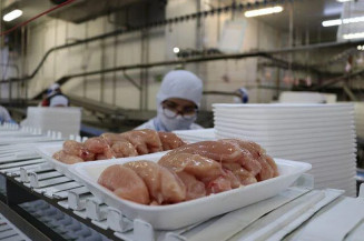 No primeiro bimestre, as vendas de carne de frango totalizaram 723,7 mil toneladas; contra 640,4 mil toneladas no mesmo período de 2021; Foto: Paola Cuenca/Canal Rural