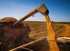Analista da consultoria Safras & Mercado comenta o cenário mundial e as condições da safra brasileira do cereal
