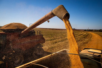Analista da consultoria Safras & Mercado comenta o cenário mundial e as condições da safra brasileira do cereal