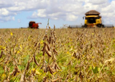 Colheita de soja está praticamente finalizada em Mato Grosso; e entra na reta final em Goiás e Mato Grosso do Sul; Foto: Agência de Notícias do Paraná