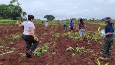 Proposta da implantação de um Sistema Agroflorestal tem como objetivo a produção de alimentos saudáveis; Foto: Assecom