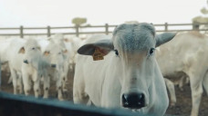 Adoção de tecnologias é capaz de compensar as emissões geradas pela criação animal; Foto: Giro do Boi