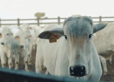 Adoção de tecnologias é capaz de compensar as emissões geradas pela criação animal; Foto: Giro do Boi