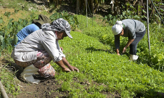 Programa é destinado a mulheres que se dedicam ao agronegócio no país; Foto: Agência Brasil