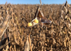 Primeiro programa a ser contemplado será o AgroNordeste