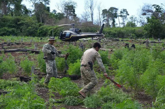 Também foram destruídos 14 acampamentos usados para processar o entorpecente; Foto: Divulgação/Senad