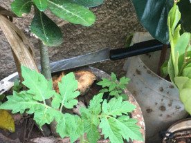 Em Dourados, mulher é violentada sexualmente, assassinada a facadas, queimada e suspeito é detido