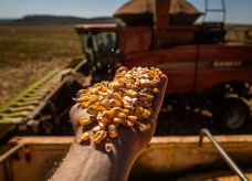 Fertilizantes continuam impulsionando as despesas do produtor