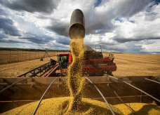 Intenção de plantio nos Estados Unidos será um dos fatores que ditarão o rumo do mercado; Foto: CNA