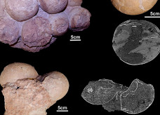 Ovos de dinossauros foram encontrados em Uberaba