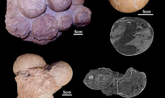 Ovos de dinossauros foram encontrados em Uberaba