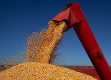 Exportações de milho estão previstas em 36 milhões de toneladas, volume superior ante as 20,78 milhões de toneladas registradas em 2021