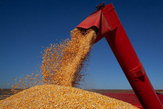 Exportações de milho estão previstas em 36 milhões de toneladas, volume superior ante as 20,78 milhões de toneladas registradas em 2021