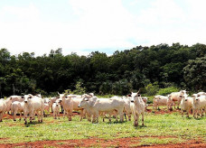 Na primeira etapa, os pecuaristas deverão vacinar todos os bovinos e bubalinos com até vinte e quatro meses de idade