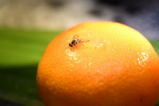 Estudos vão embasar medidas para prevenir a ocorrência da mosca-das-frutas-oriental, praga causadora de sérios prejuízos aos pomares