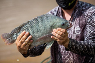 ATeG Piscicultura atende 253 propriedades que produzem tilápias, pintados e ‘peixes redondos’