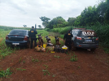 Droga seria entregue em Nova Alvorada do Sul; Foto: Divulgação/DOF