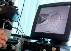 Norma permite o uso de óvulos de parentes para gerar bebês