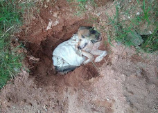 Dono quase enterra cão vivo em São Roque — Foto: Polícia Militar/Divulgação