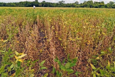 Região Sul do Estado, que concentra 62% da área destinada ao cultivo de soja, foi a mais afetada