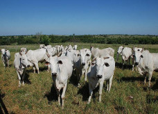 Desde o final de março a China vem realizando suspensões temporárias das importações de carnes de frigoríficos brasileiros