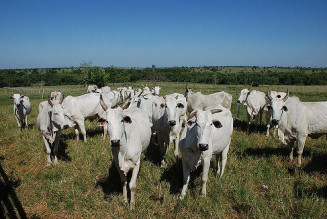 Desde o final de março a China vem realizando suspensões temporárias das importações de carnes de frigoríficos brasileiros